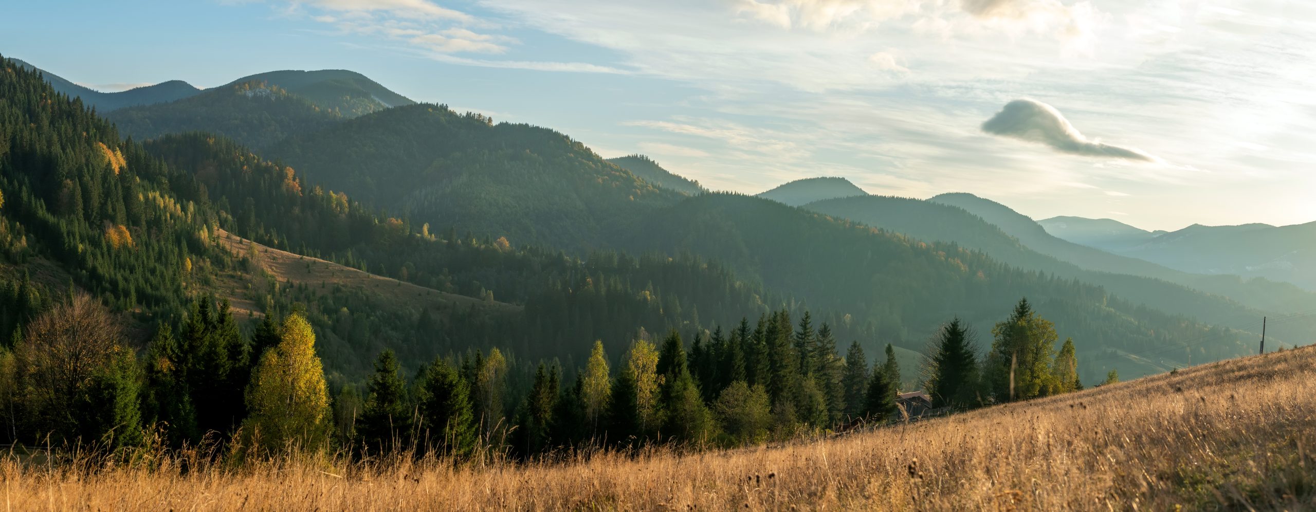 Website image Lithia Web & Creative builds WordPress websites 